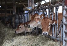 Pa. gives $7.6 million to dairy farmers hit hard by COVID jersey dairy cows eating