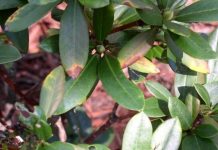 Sudden oak death confirmed in Ohio