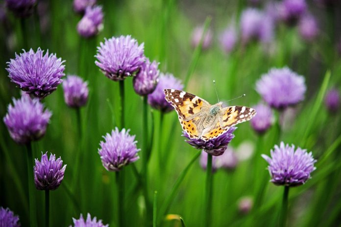 butterfly on flower