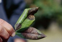 West Virginia confirms infected rhododendron shipments