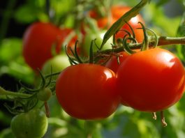 tomatoes