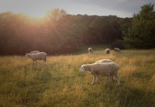 Farm life, meet plant-based, lab-cultured food sheep in a field