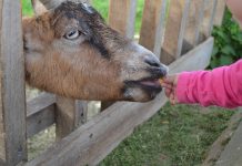 First FARM Friday set for Aug. 2 child feeding a goat
