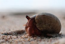 How to care for the hermit crab you won at the fair hermit crab