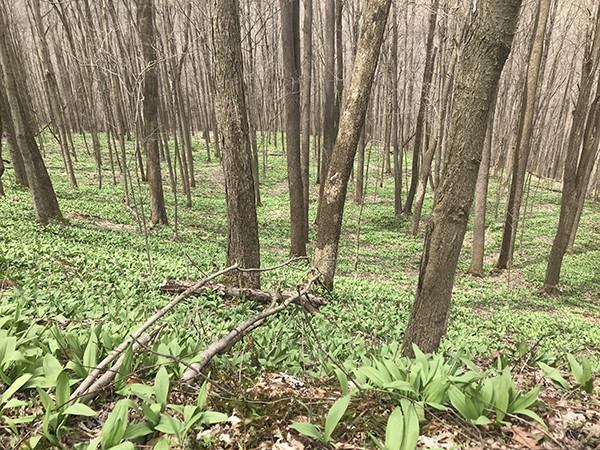 wild ramps