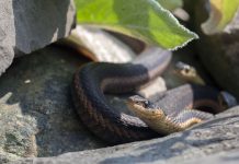 Snakes make pretty good neighbors Garter snake