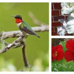 How to attract hummingbirds to your yard ruby-throated hummingbird and flowers