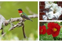 How to attract hummingbirds to your yard ruby-throated hummingbird and flowers