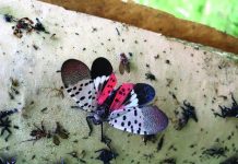 Ohio Department of Agriculture issues statewide spotted lanternfly quarantine adult spotted lanternfly with wings open