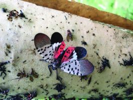 Ohio Department of Agriculture issues statewide spotted lanternfly quarantine adult spotted lanternfly with wings open