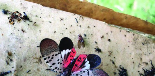 Ohio Department of Agriculture issues statewide spotted lanternfly quarantine adult spotted lanternfly with wings open