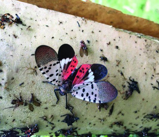 Ohio Department of Agriculture issues statewide spotted lanternfly quarantine adult spotted lanternfly with wings open