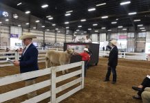 Dean’s first charity steer show raises over $146,000 OSU Celebrity Steer Show
