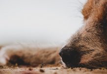 Should we let sleeping dogs lie? sleeping dog