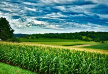 Grain prices drift lower on good weather corn and soybean fields