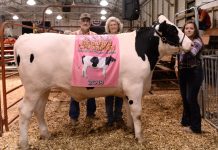 Innovating out of a problem: Carroll County Fair tries hybrid auction 2019 Carroll County Fair Sale Reserve Champion Dairy Market Steer
