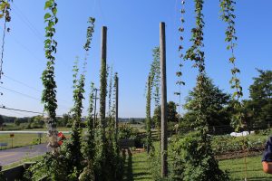 hopyard lamppost farm