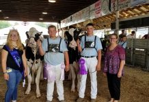 Columbiana County dairy farmers show off cattle at fair Columbiana County Dairy Show