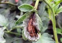 Late blight confirmed in Pa. tomatoes tomato blight