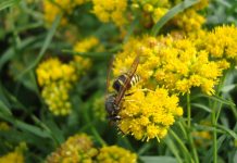 How to avoid getting stung by bees, wasps and hornets hornet