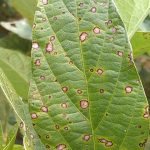 Frogeye leaf spot: should I spray?