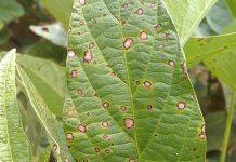 Frogeye leaf spot: should I spray?
