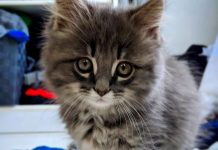 The life of Kai Kym Seabolt's kitten Kai