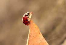 Beetlemania: An inordinate fondness for beetles ladybug