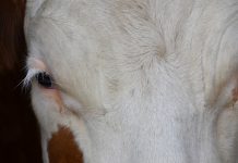 It’s pinkeye season again for cattle cow eye