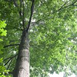 Silvopasture offers graziers shade, forage and resilience oak tree looking up the trunk into the canopy