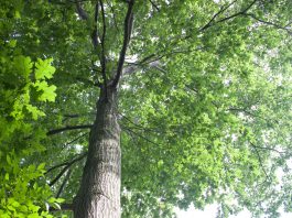 oak tree looking up the trunk into the canopy