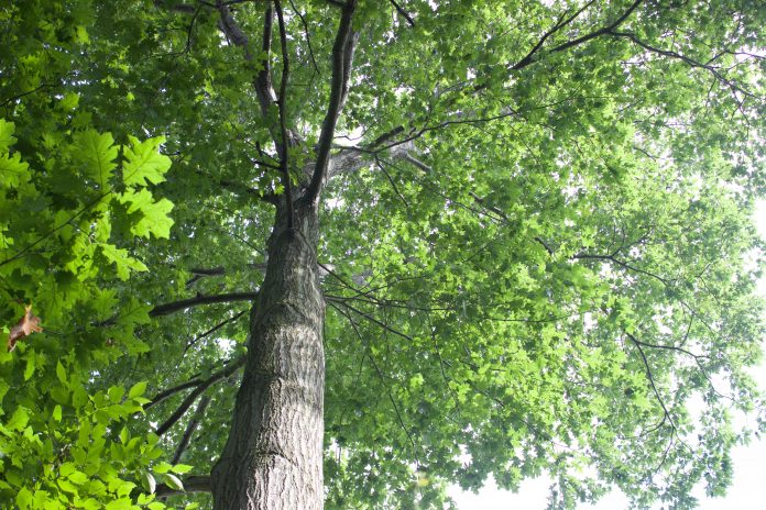 snowy_oak_2 tree oak tree looking up the trunk into the canopy