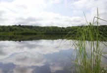 Now’s a good time for pond maintenance Snowy Oak Tree Farm