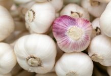 How to plant garlic cloves in the fall garlic