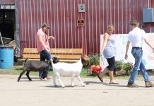 Canfield Fair holding world record goat parade walking goats at fair