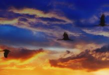 Fleeing winter: A peek into fall bird migration migratory birds