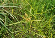 Controlling yellow nutsedge, a wet weather nuisance yellow nutsedge