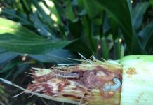 Watch for molds, corn earworm earworm