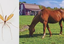 2019: Eastern equine encephalitis poses threat Eastern equine encephalitis