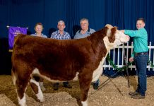 2019 Lawrence County Fair sale totals $234,330.69 Lawrence County Fair Grand Champion Steer