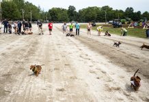 Canfield Fair welcomes dogs with its first wiener dog races canfield fair
