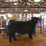 2019 Jefferson County Fair sale totals $337,622.35 Jefferson County Fair Grand Champion Steer