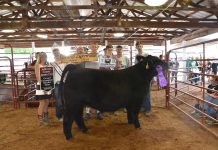 2019 Jefferson County Fair sale totals $337,622.35 Jefferson County Fair Grand Champion Steer