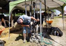 Scenes from the opening day of Canfield Fair boy haircut to calf