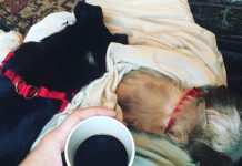 The perils of perky Kym Seabolt's dogs