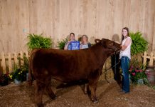 2019 Mercer County Fair sale totals $128,929.95 Mercer County Fair Grand Champion Steer