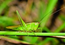 Insects play the music of summer nights katydids