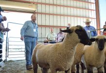 American Lamb Summit wrestles with industry’s future sheep