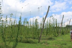 hop yard in butler county