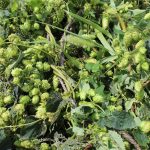Pennsylvania hops growers want to link up to help struggling industry harvest hops